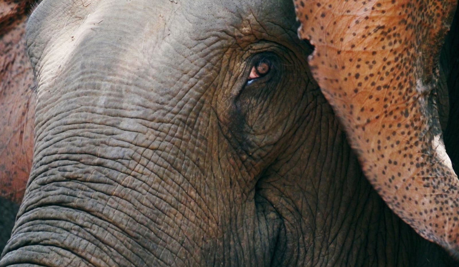 【タイ】アジア象体験プログラム