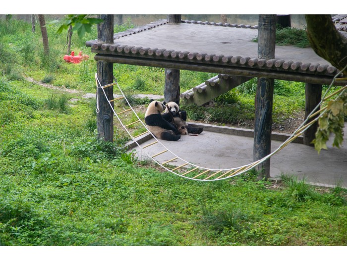 【中国】パンダ保護プロジェクト